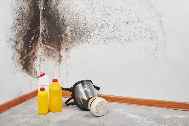 Professional Mold Removal in Olympia, WA