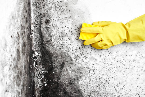 Best Professional Mold Removal  in Olympia, WA