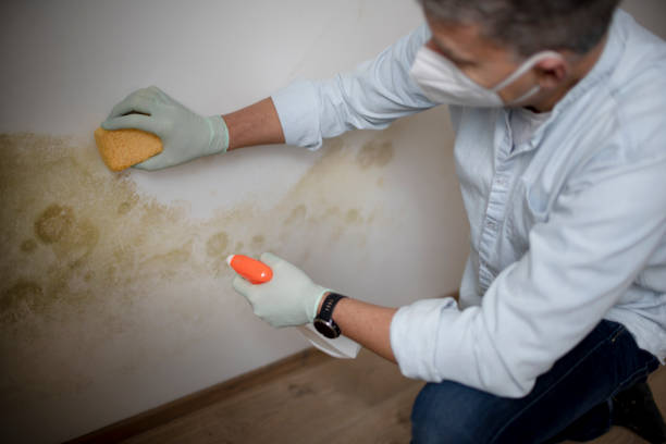 Best Commercial Mold Removal  in Olympia, WA