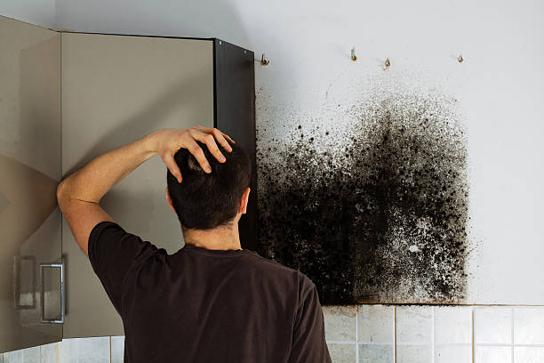 Best Emergency Mold Removal  in Olympia, WA